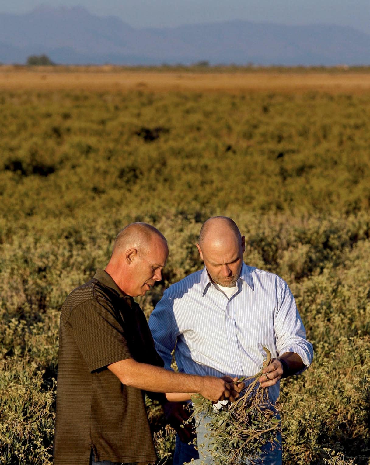 Jeff and Jim in Guayule Field 1200
