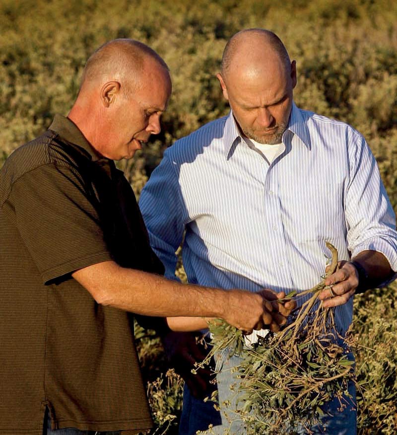 Jeff and Jim in Guayule Field 800
