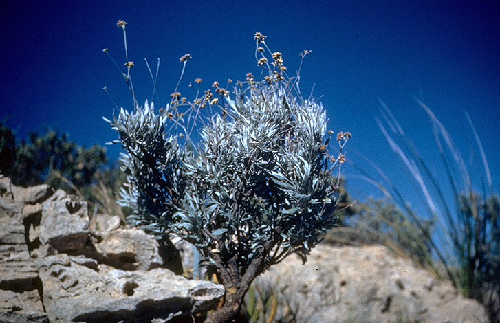 Parthenium_argentatum_(USDA)