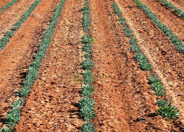 guayule crop new growth