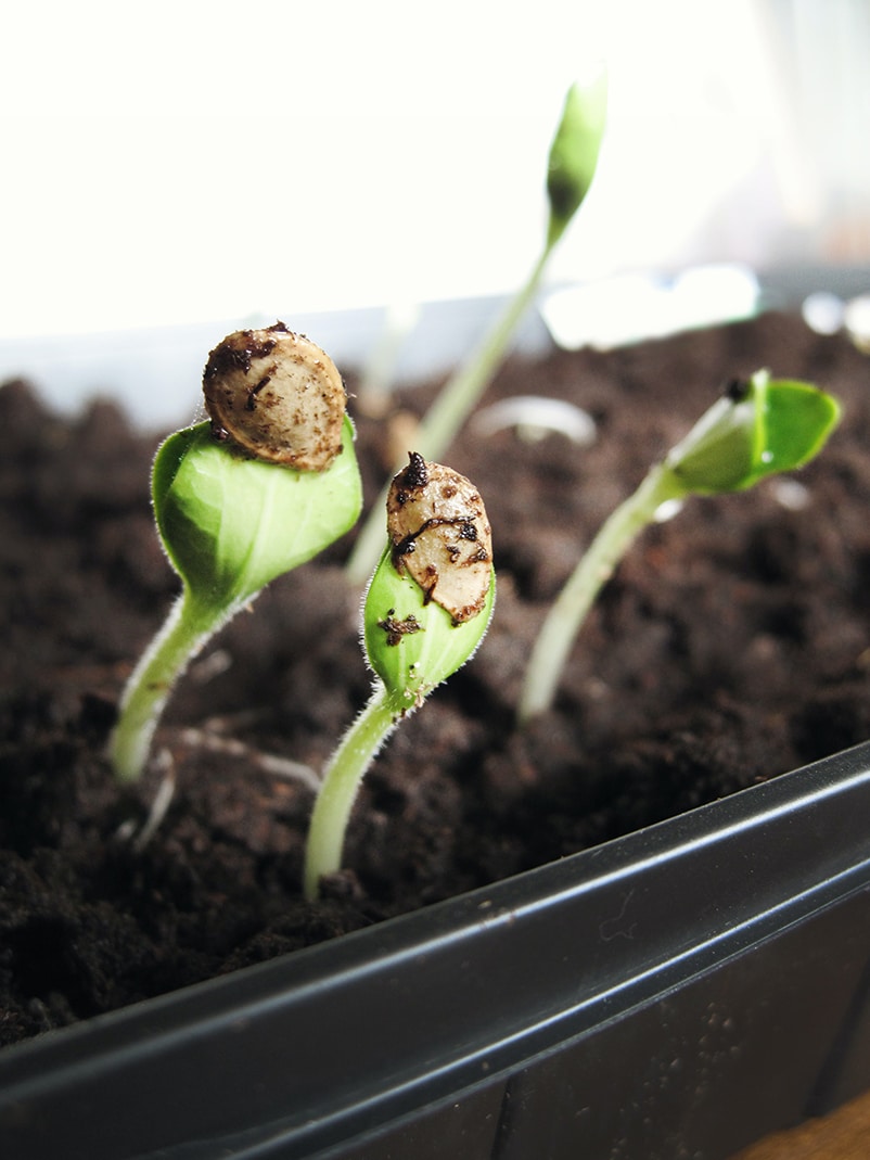 seeds close up greenhouse