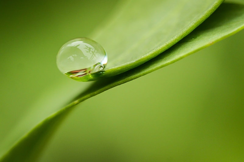 water drop plant 800