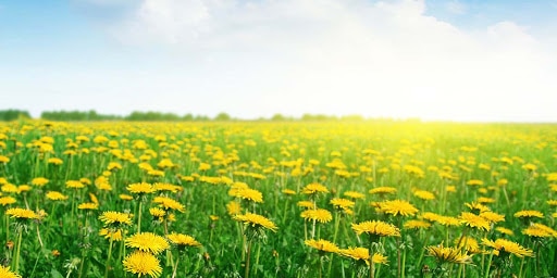 yulex russian dandelion